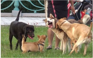 CHÓ CẮN CHẾT NGƯỜI, CHỦ NUÔI CÓ PHẢI CHỊU TRÁCH NHIỆM?